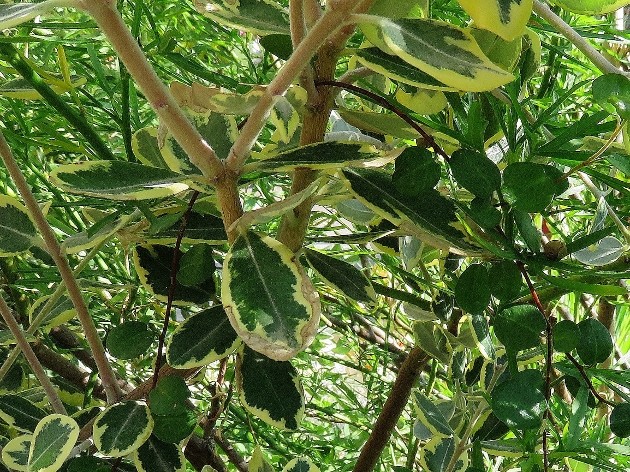 Metrosideros variegata, Alyogine hakeifolia, Muehlenbeckia complexa [Devinette] Img_7313