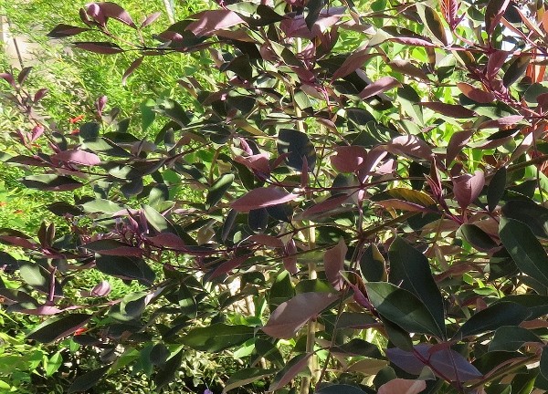 Photinia villosa, Dodonaea viscosa purpurea, Clerodendrum inerme, Vitex trifolia purpurea [Devinette] Img_7712