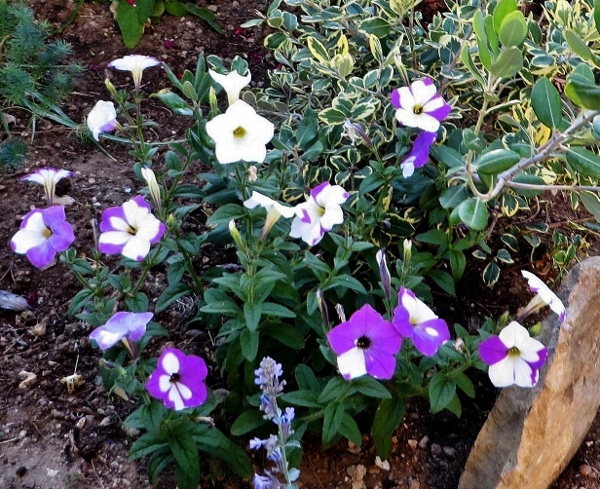 Petunia - les pétunias (hybrides, cultivars...) Juille22