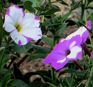 Petunia - les pétunias (hybrides, cultivars...) Juille23