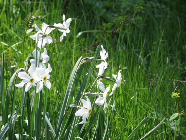 Narcissus poeticus - narcisse des poètes Juin_229