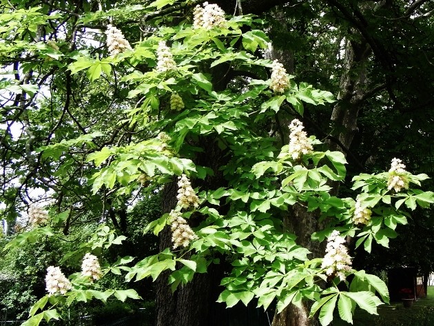 Aesculus hippocastanum - marronnier Mai_2019