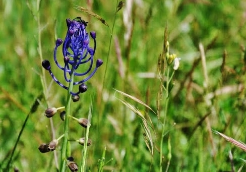 Muscari - le genre - Page 3 Muscar13