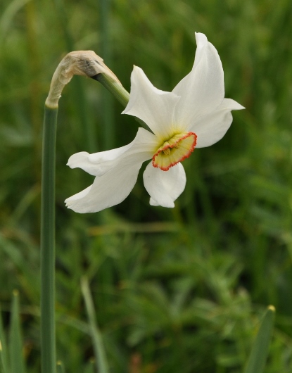 Narcissus poeticus - narcisse des poètes Narcis11