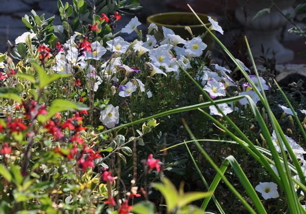 Petunia - les pétunias (hybrides, cultivars...) Septem16