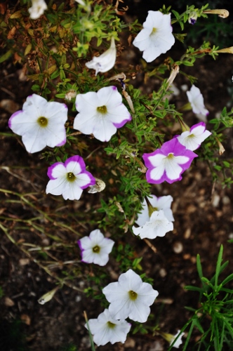 Petunia - les pétunias (hybrides, cultivars...) Septem17