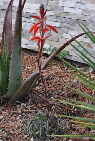 Aristaloe aristata (= Aloe aristata) - Page 5