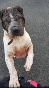 Milo Type Sharpei 4  ans (02) Refuge U.D.A   Noe  27657810