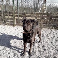 Vigo  xsharpei 2 ans SPA de Strasbourg  28379510