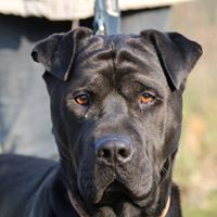 Vigo  xsharpei 2 ans SPA de Strasbourg  28467810