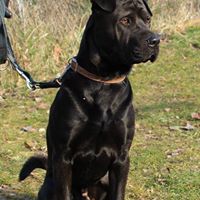 Vigo  xsharpei 2 ans SPA de Strasbourg  28467911