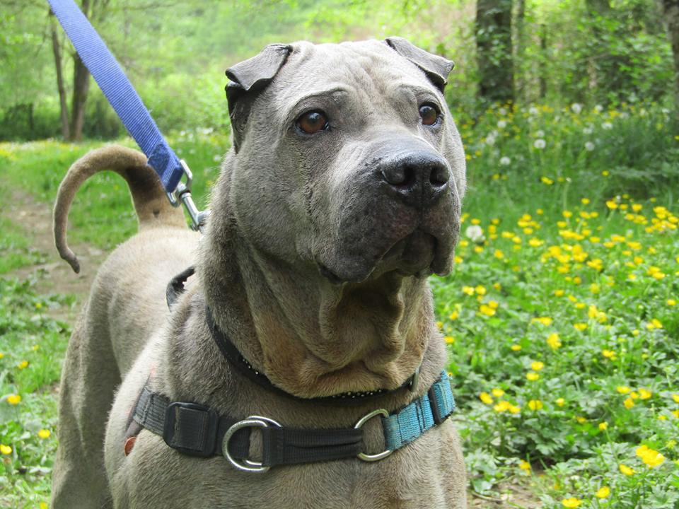 Gordon 7 ans 4 mois ( 19 ) Refuge Chameyrat  31879710