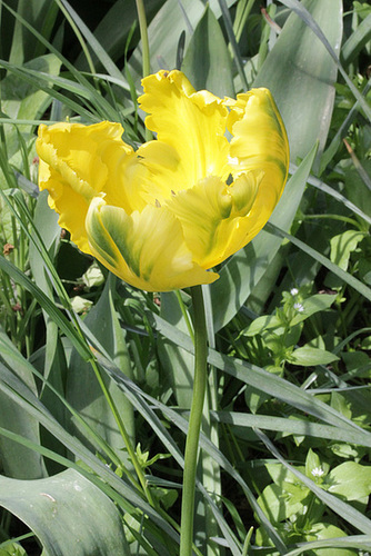 Tulipa - grands hybrides - tulipes chics et kitch (sections 1 à 11) - Page 3 11-him10