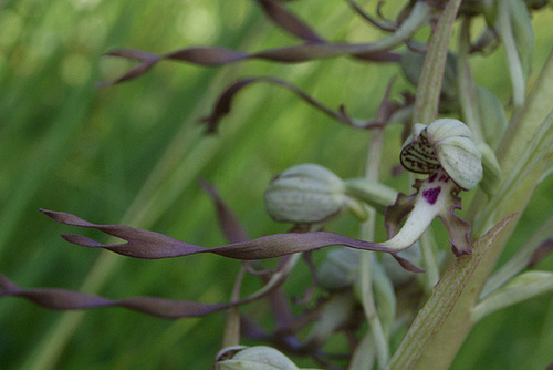 Himantoglossum hircinum - orchis bouc 1121