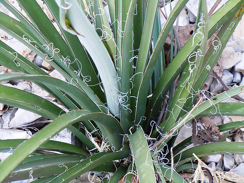 Hesperaloe parviflora 1_2abe11