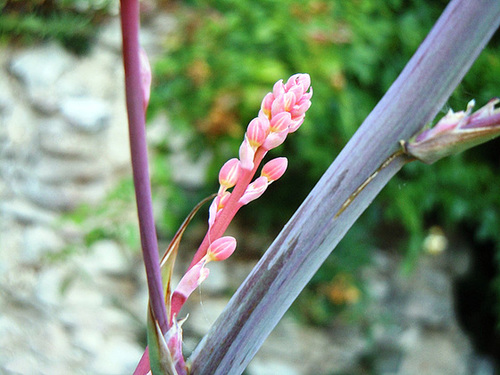 Hesperaloe parviflora 1_412