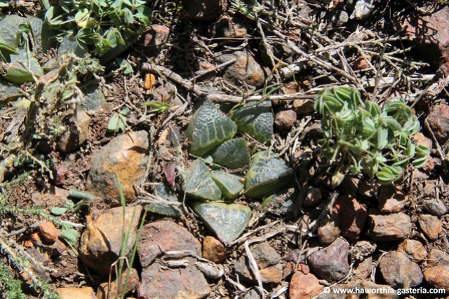 Haworthia magnifica 1habit10