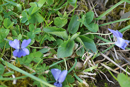 Viola hirta - violette hérissée 1serg18