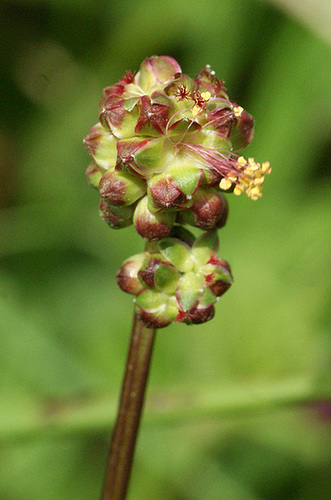 Sanguisorba minor - petite pimprenelle 225