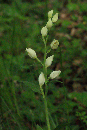 Cephalanthera damasonium - céphalanthère à grandes feuilles 231