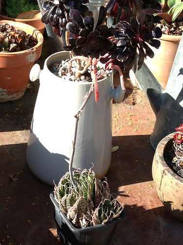 Aloe 'Walmsley's Bronze' - Page 2 2_1010