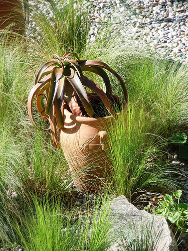 Aloe 'Walmsley's Bronze' - Page 2 2_510