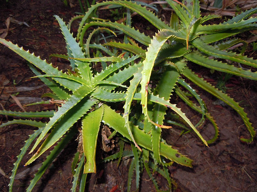 Aloe 'Walmsley's Bronze' - Page 2 2_811