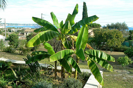 Musa paradisiaca - cycle du bananier 418