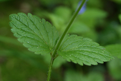 Veronica chamaedrys var. lamiifolia 524