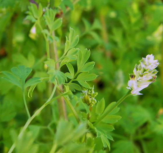 rudérales - plantes des décombres et friches enrichies en nitrate 525