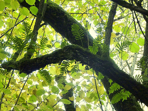 polypodium cambricum - flore des vieux murs, rochers  et rocailles naturelles - Page 2 6hima11