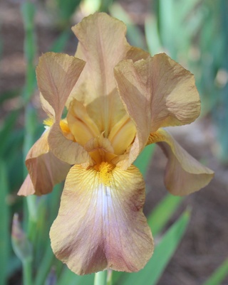 Iris ancien or lavé rose - K2 pamina [identification en cours] Jean_c10