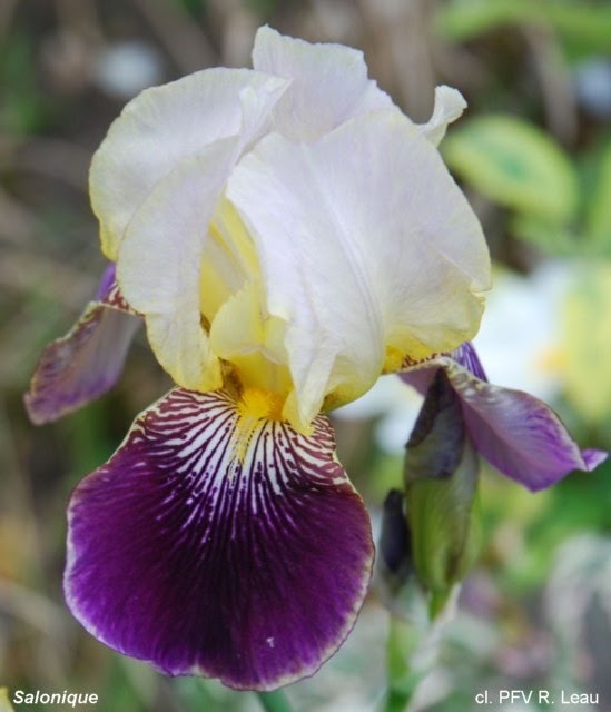 Iris 'Salonique' - Flora [identification] Saloni11
