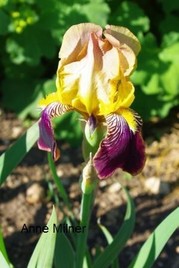 Iris variegata beige et violet - Flora et Lilou [identification en cours] Sudan_10