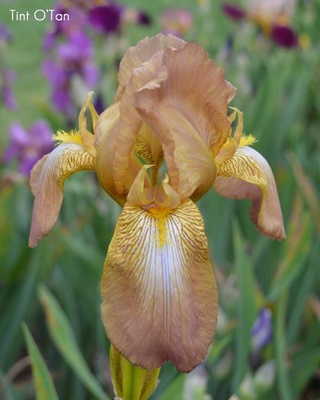 Iris ancien or lavé rose - K2 pamina [identification en cours] Tint_o10