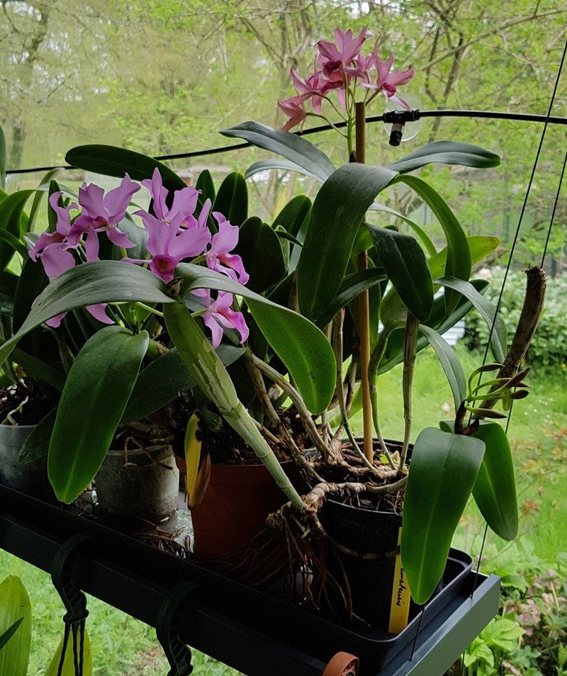 Cattleya x guatemalensis 20180413