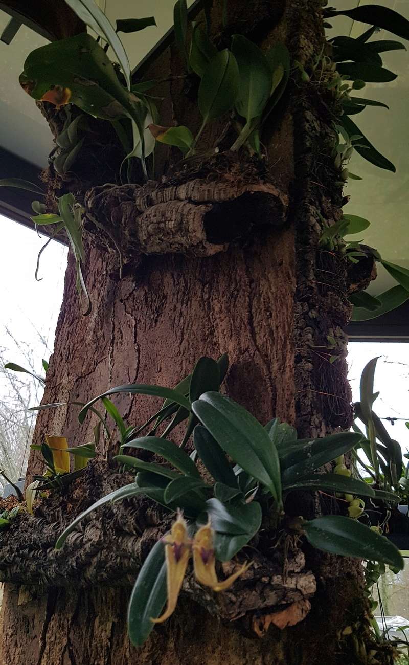 Bulbophyllum Elyzabeth Ann Buckleberry Bulbo116