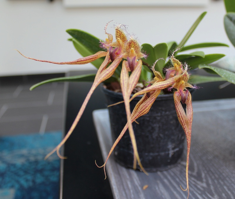 Bulbophyllum Elizabeth Ann "Buckleberry" FCC/AOS Bulbop40