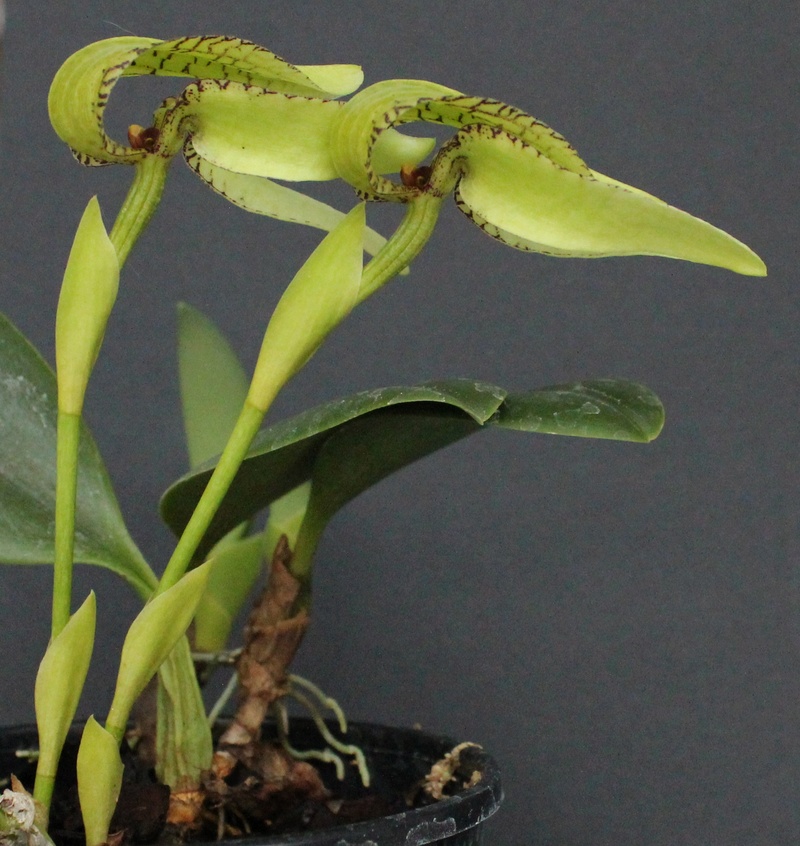 Bulbophyllum arfakianum var. alba Bulbop60