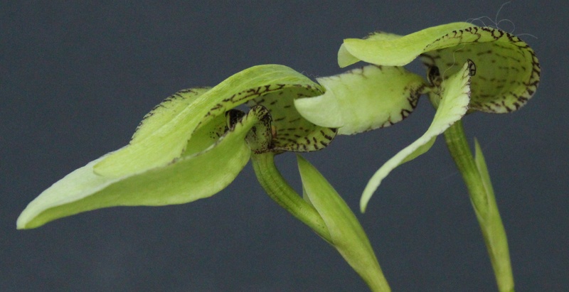 Bulbophyllum arfakianum var. alba Bulbop62