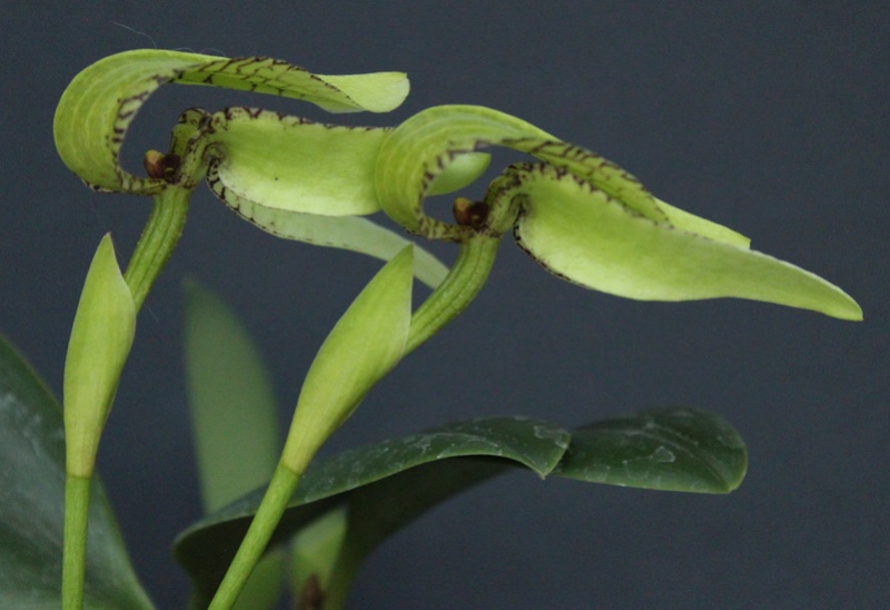 Bulbophyllum arfakianum var. alba Bulbop63