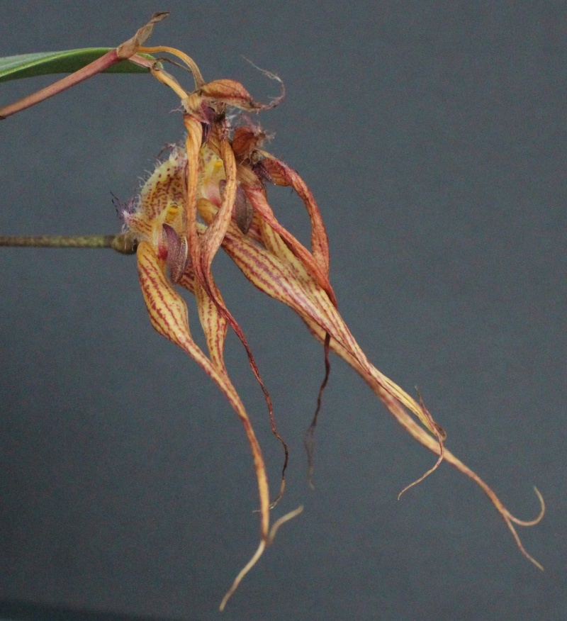 Bulbophyllum Elizabeth Ann "Buckleberry" FCC/AOS Bulbop65