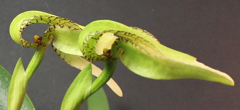 Bulbophyllum arfakianum var. alba Bulbop85