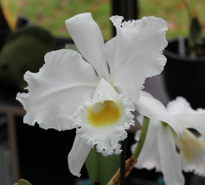 Cattleya trianae var alba Cattle13