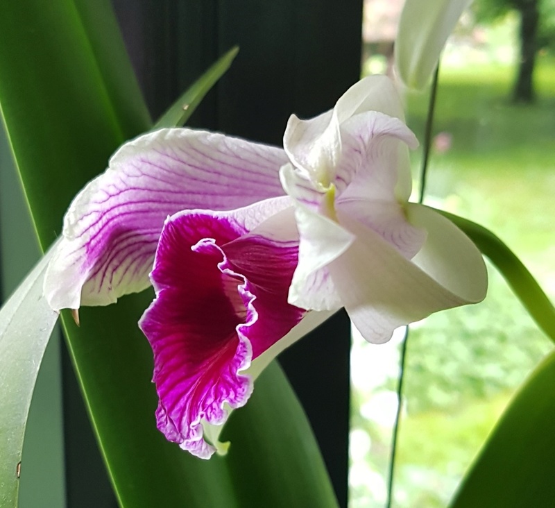 Laelia purpurata var. striata Laelia15