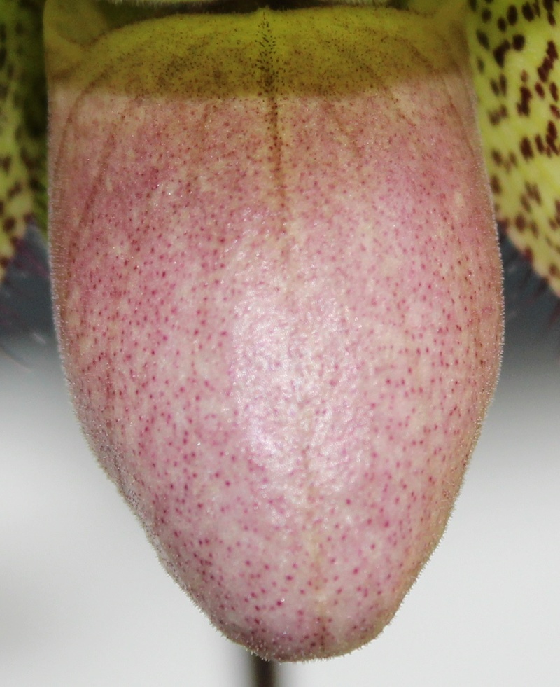 Paphiopedilum parnatanum Paphio12