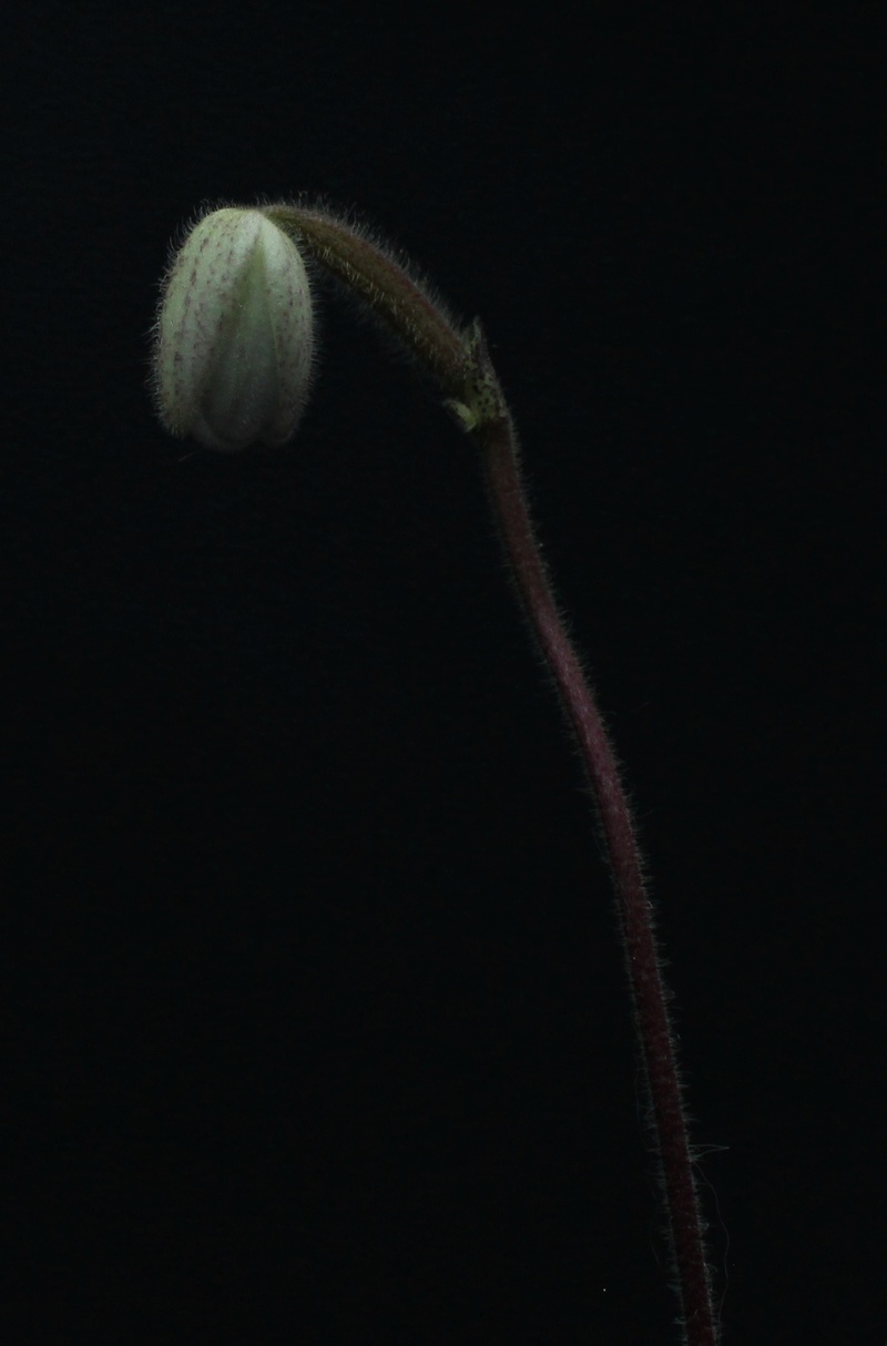 Paphiopedilum delenatii Paphio18