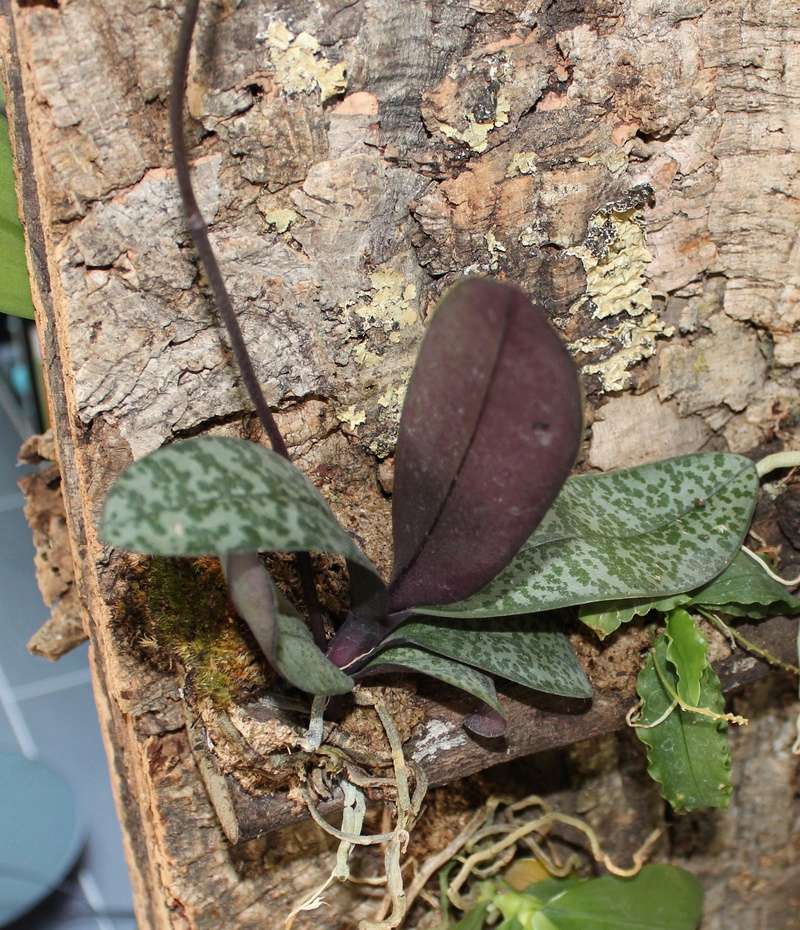 Phalaenopsis schilleriana Phalae10