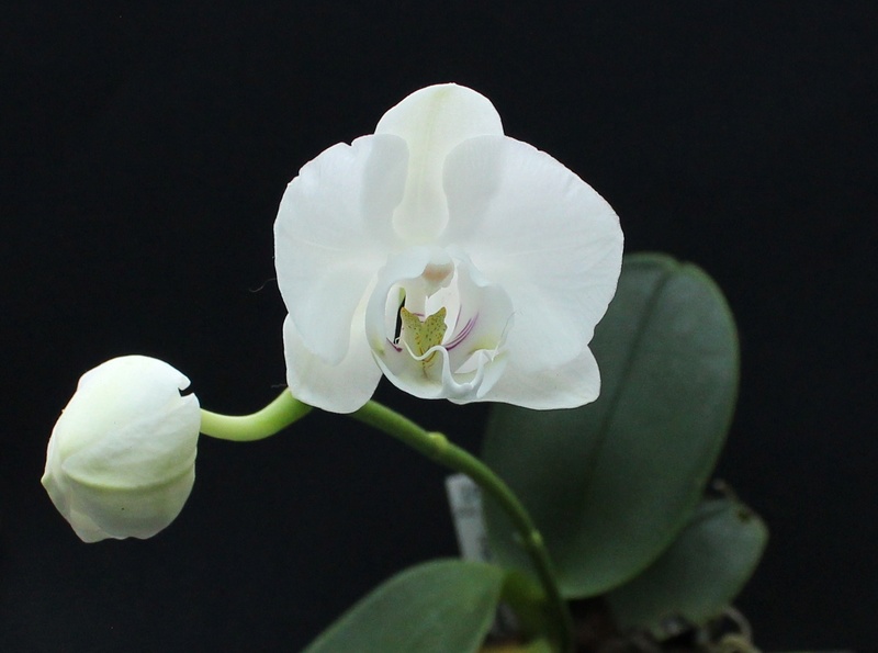 Phalaenopsis aphrodite Phalae15