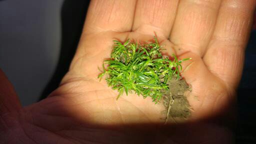 Identification plante 15219910